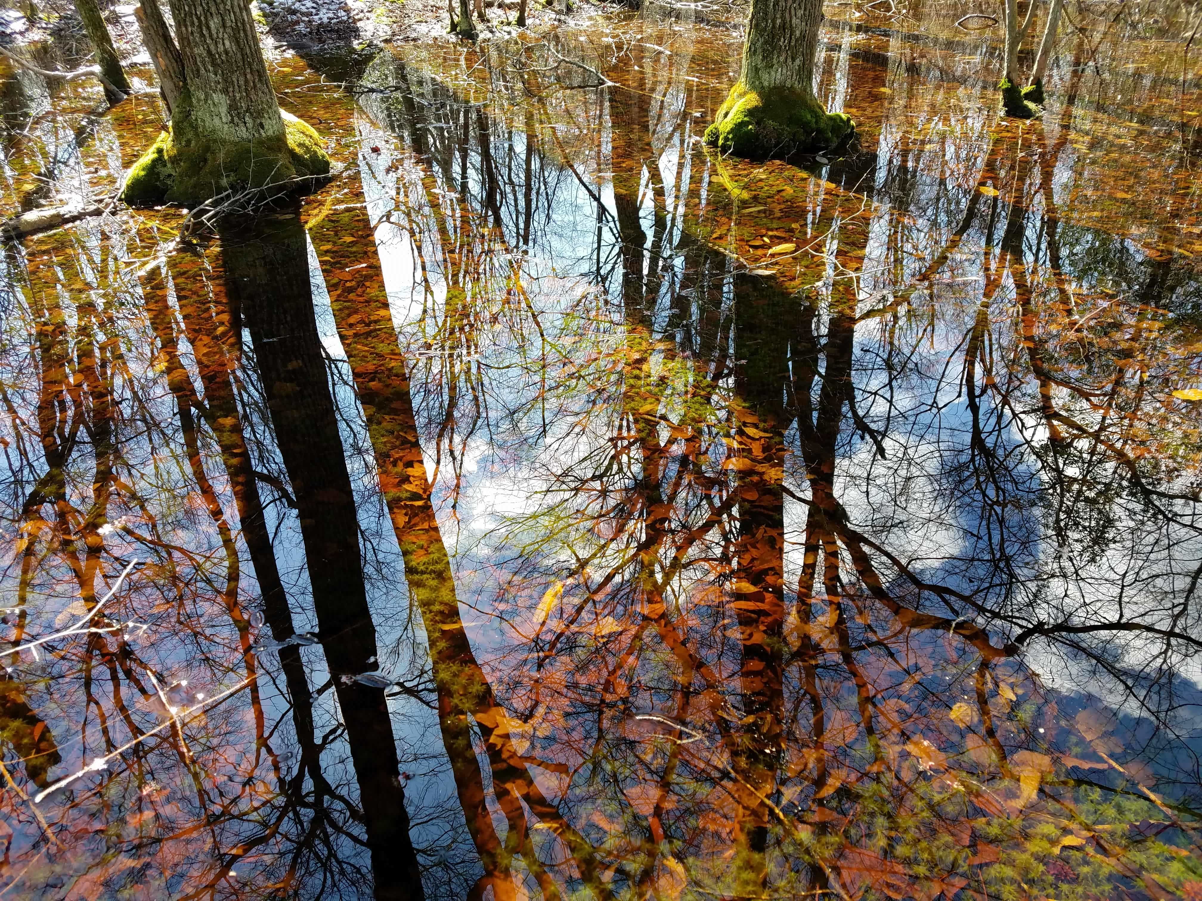 A fourth wetland