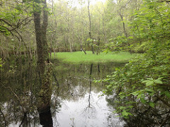 A third wetland